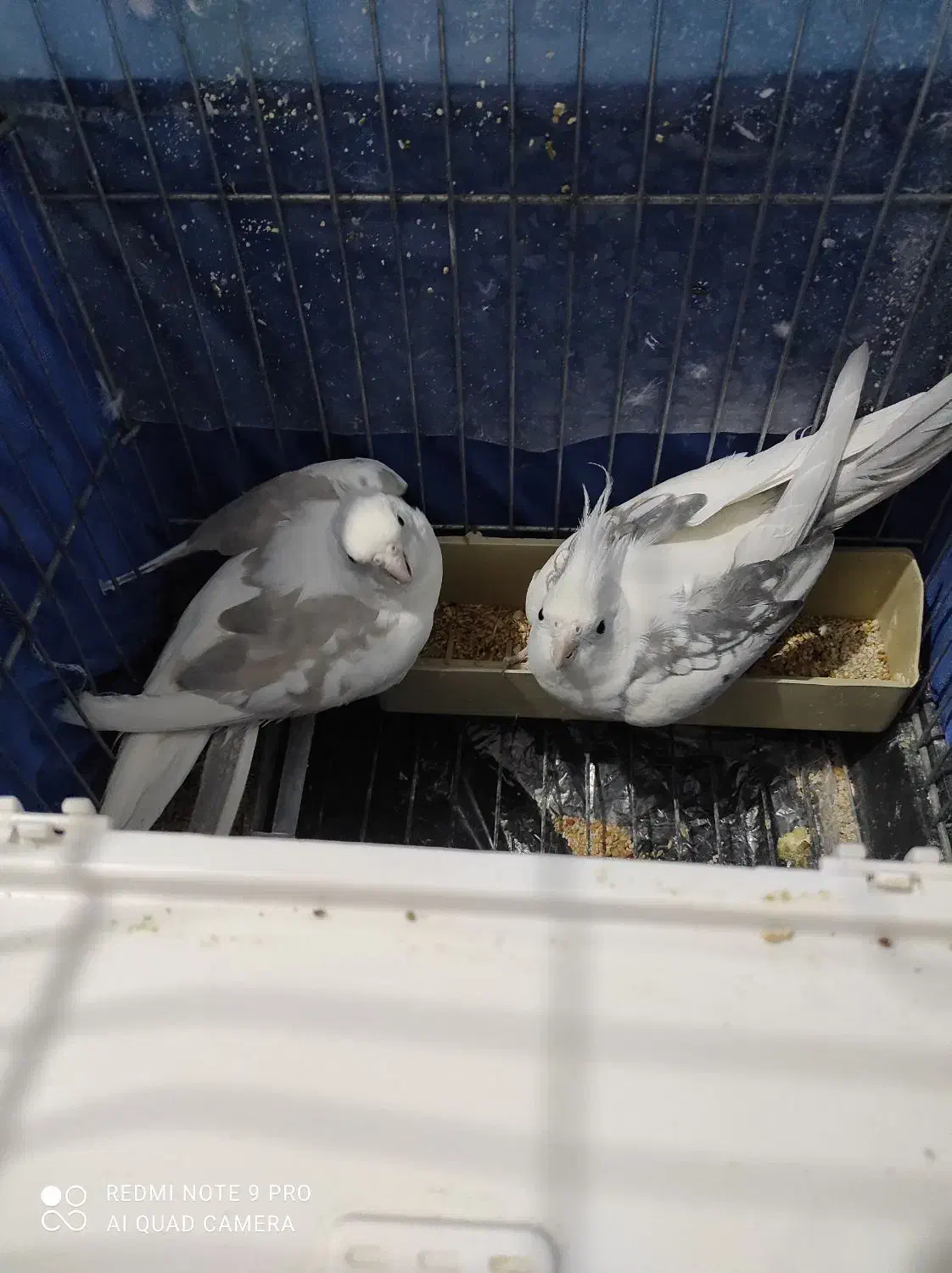 عروس هلندی دوکت البینو|پرنده|ساوه, |دیوار