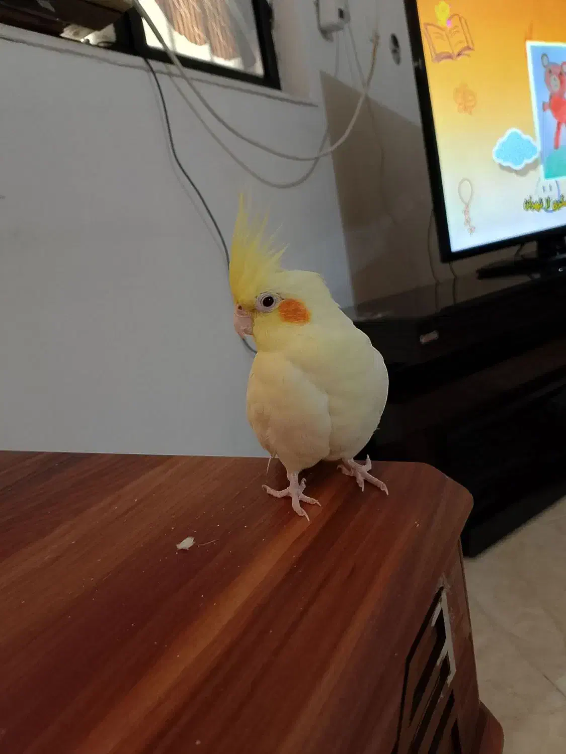 عروس هلندی گم شده|حیوانات|بندر کنگان, |دیوار