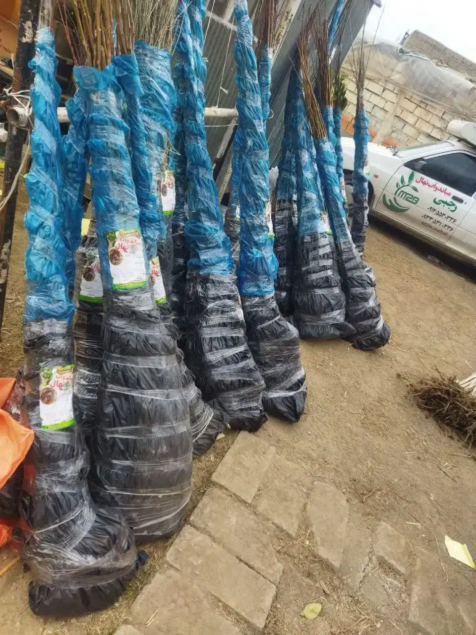 ارائه نهال بادام سوپر نوا به قیمت ۵۰ هزار تومان|خدمات باغبانی و درختکاری|بوکان, |دیوار