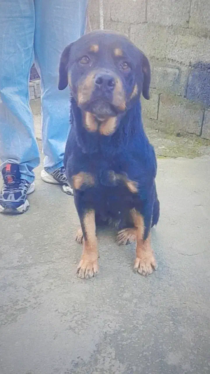 فروشی|سگ|لاهیجان, شهرک جانبازان|دیوار