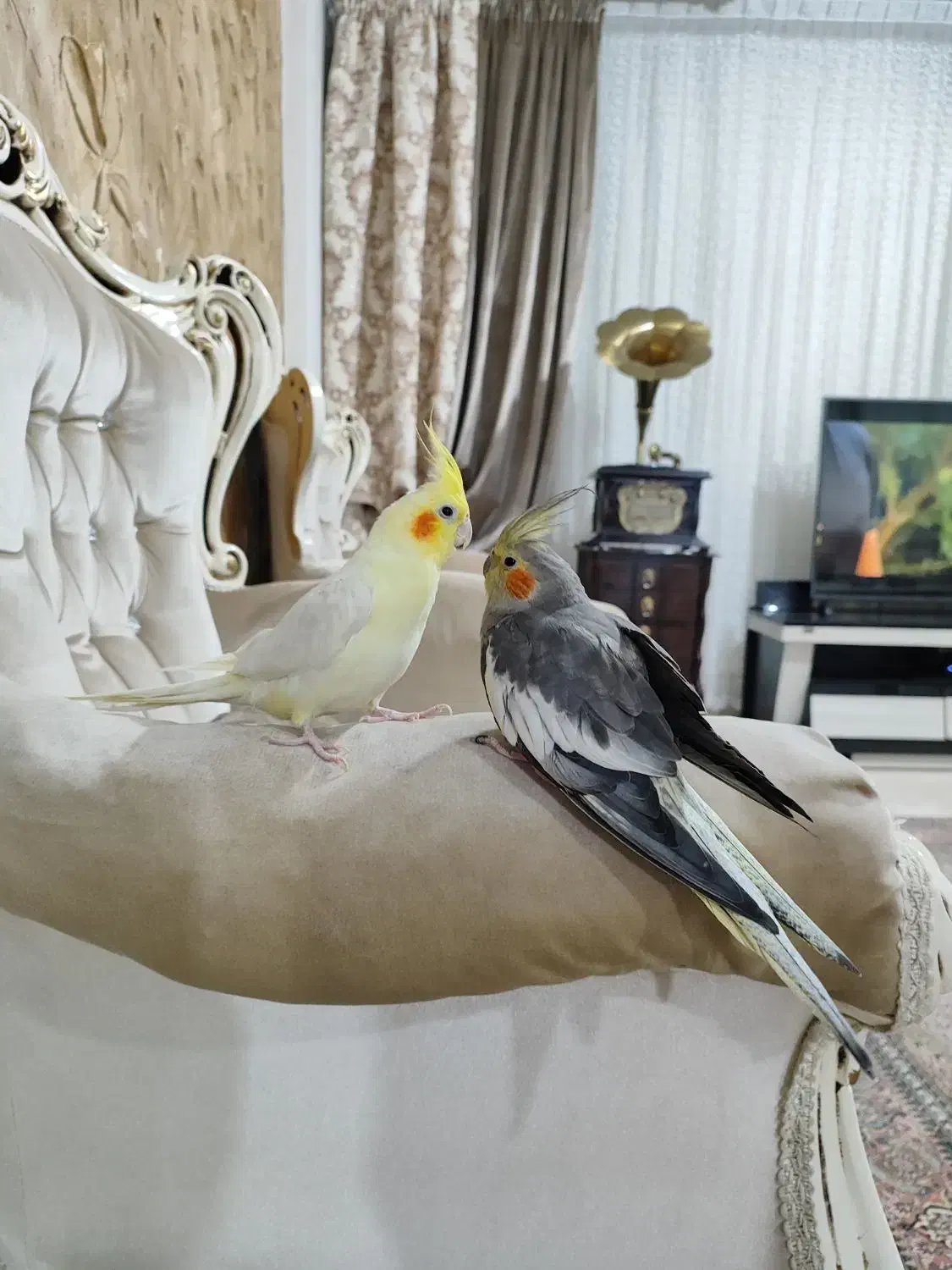 عروس هلندی|پرنده|کرج, اخگرآباد|دیوار