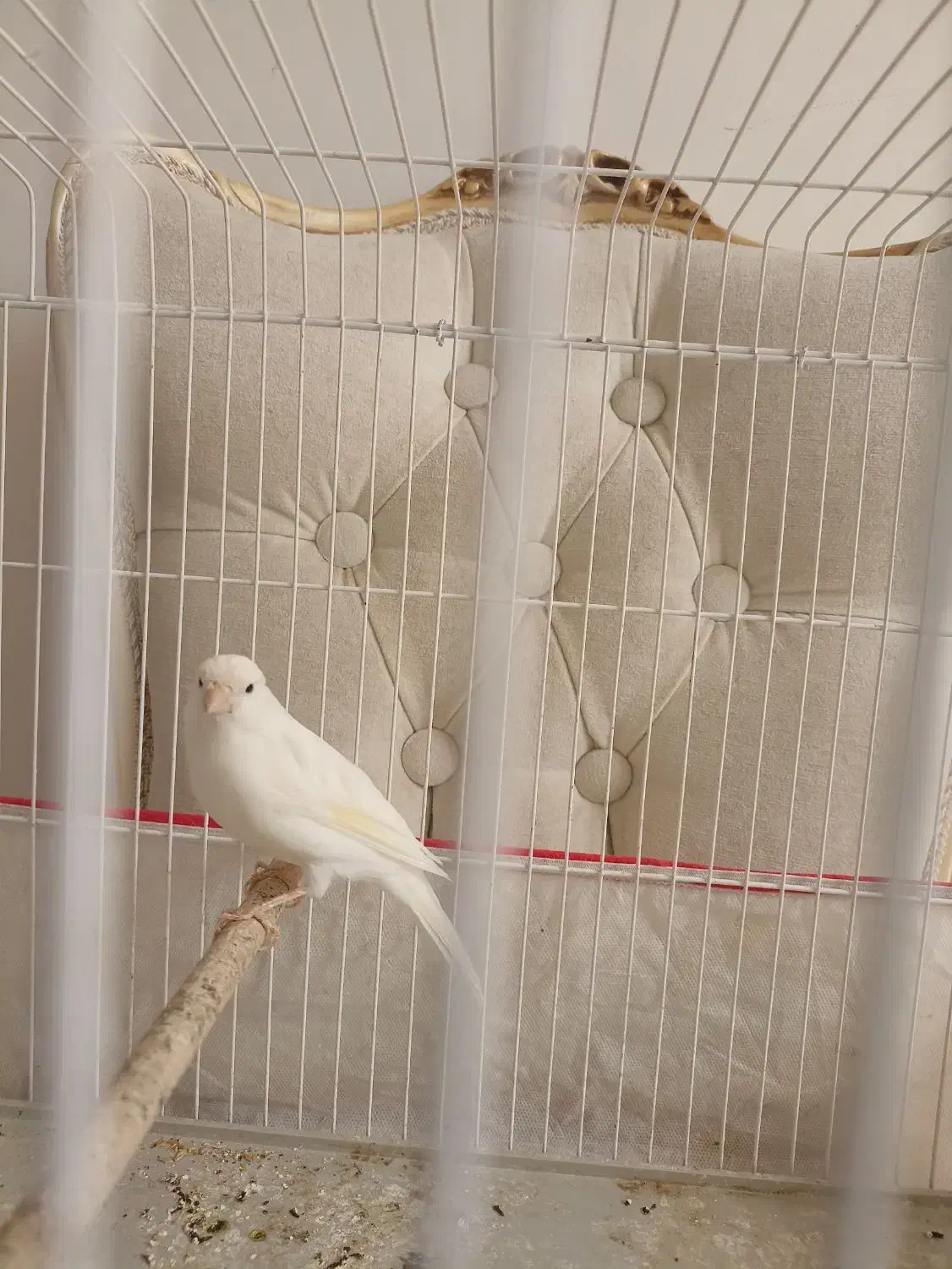 فروش قناری نر سفید|پرنده|صدرا-فارس, فاز ۱|دیوار