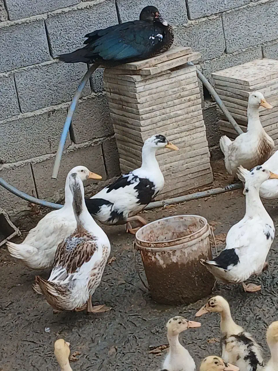 بگ بگی، اردک|حیوانات مزرعه|بهنمیر, |دیوار