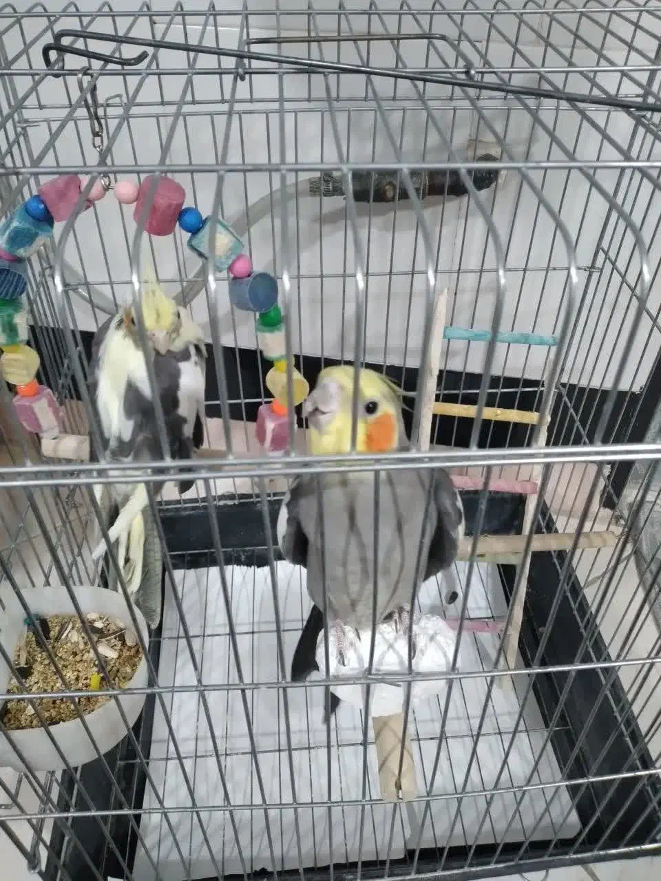 عروس هلندی یک جفت با وسایل|پرنده|فردیس, سپید دشت|دیوار