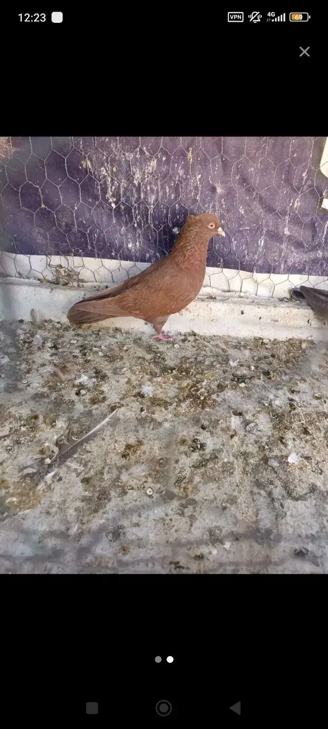 کبوتر جهت معاوضه|پرنده|چوار, |دیوار