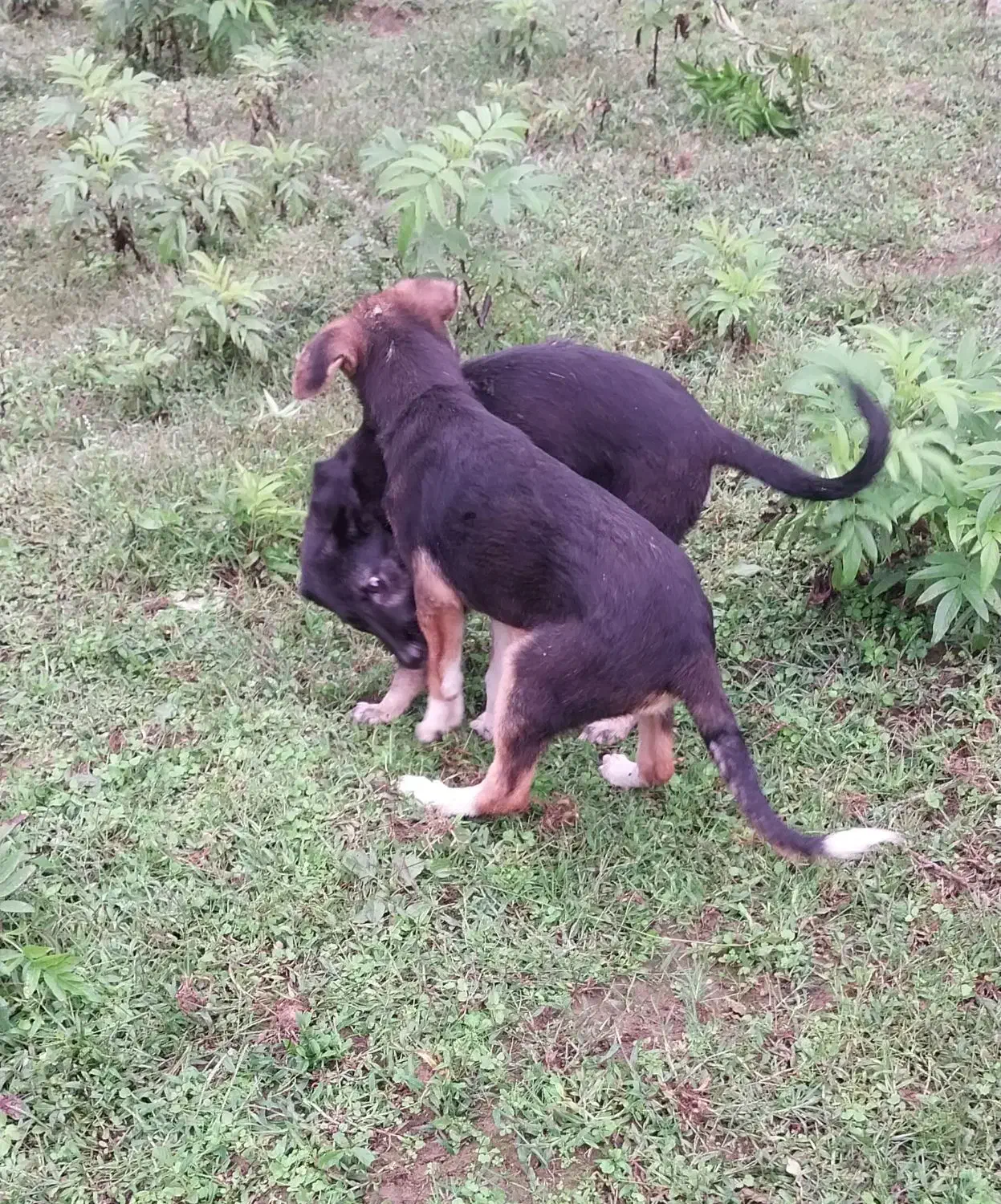 سگ مادر ژرمن و پدر محلی|سگ|رشت, لاکان شهر|دیوار