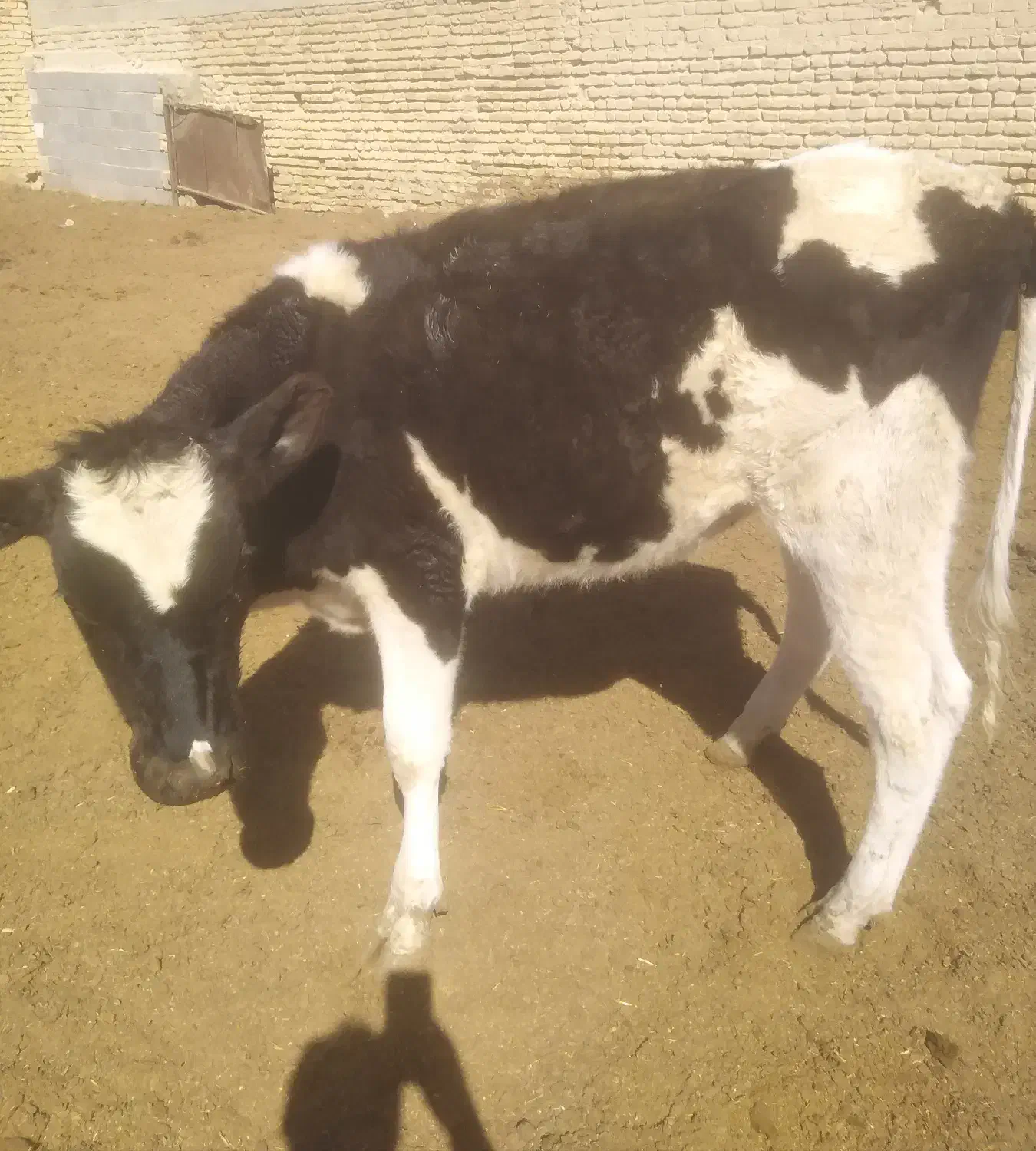 گوساله نر و ماده|حیوانات مزرعه|مرودشت, شهرک بسیجیان|دیوار