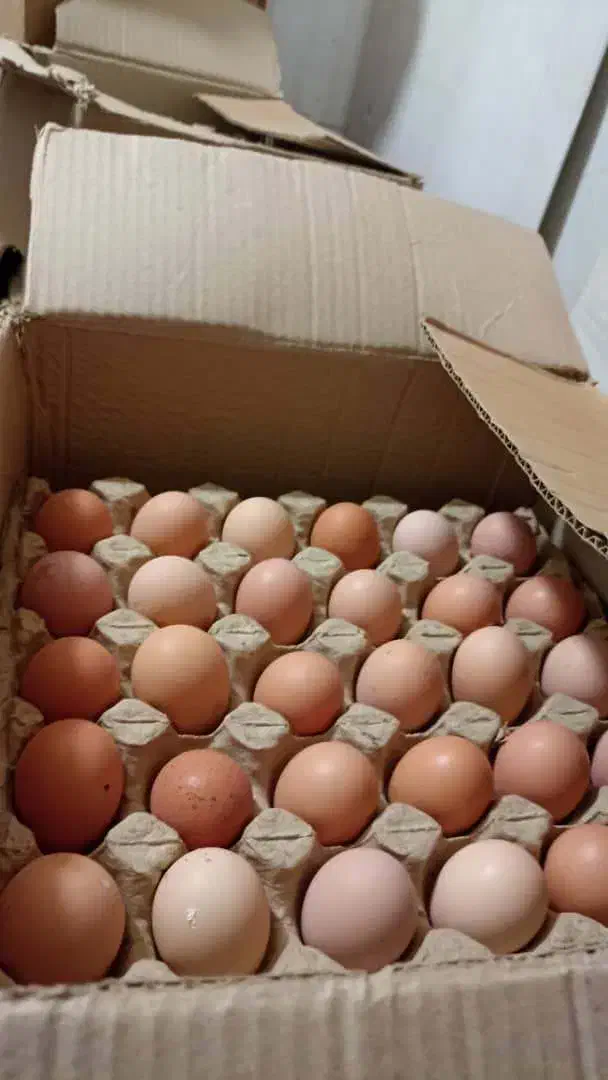 تخم‌مرغ بومی|خوردنی و آشامیدنی|نجف‌آباد, شریعتی غربی|دیوار