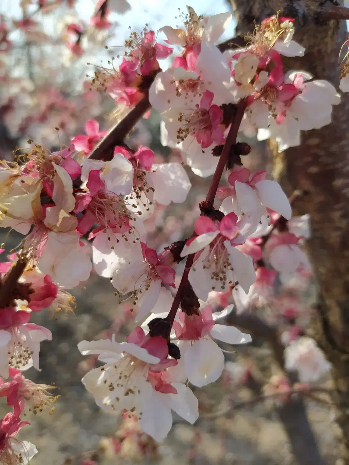 باغچه 650 متری ماهدشت فروش فوری|فروش زمین و ملک کلنگی|ماهدشت, |دیوار