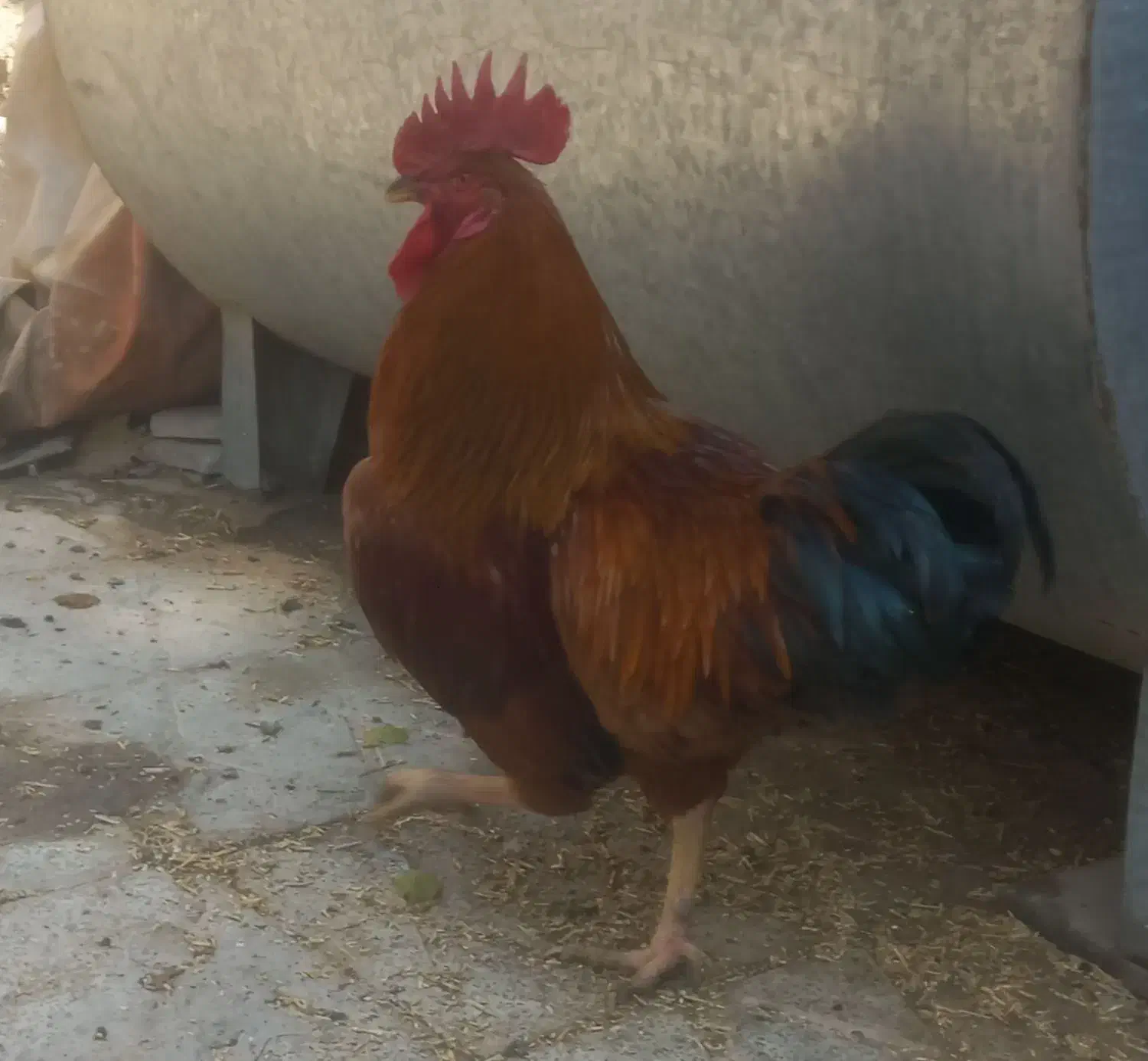 خروس|حیوانات مزرعه|اصفهان, کوجان|دیوار