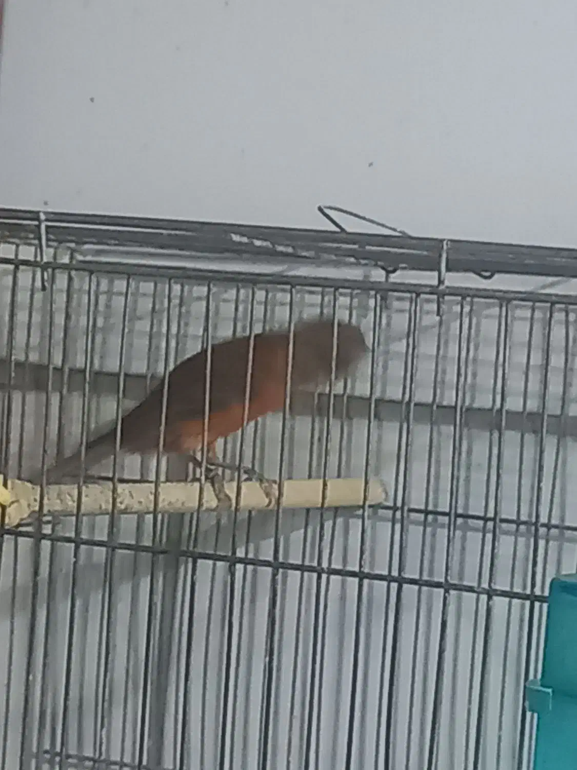 قناری جمله|پرنده|بندر ماهشهر, |دیوار