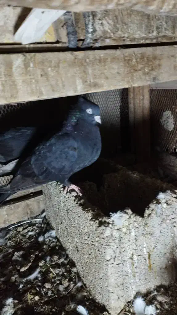 کبوتر|پرنده|خرمشهر, |دیوار