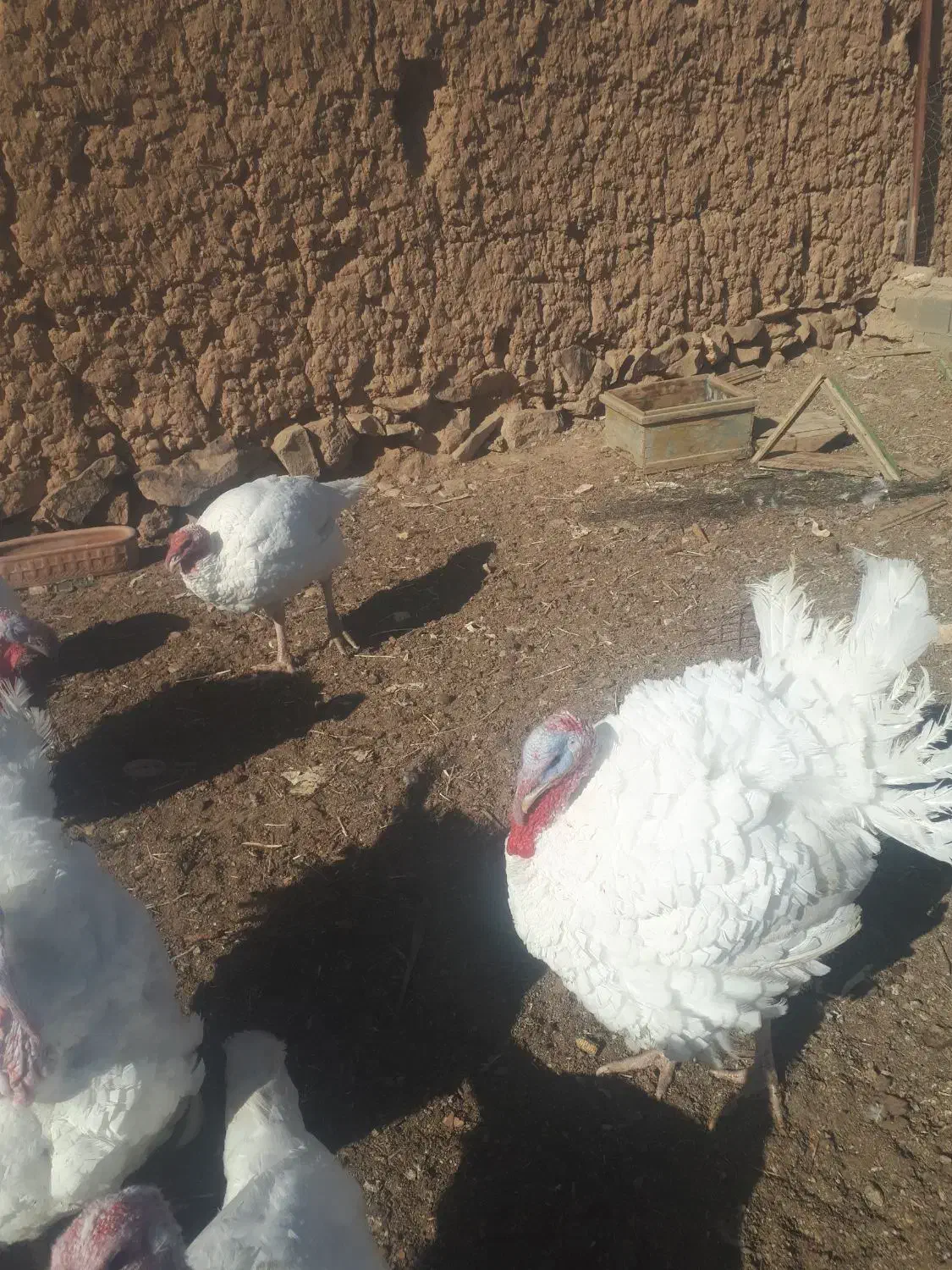 بوقلمون گوشتی|حیوانات مزرعه|شاهرود, |دیوار