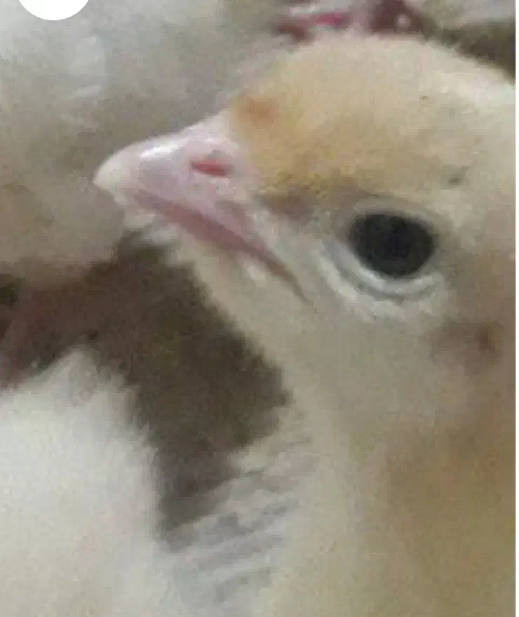 جوجه بوقلمون بیوتی|حیوانات مزرعه|قم, گلزار|دیوار