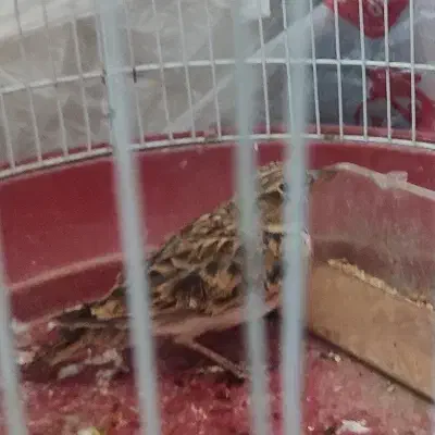 سهره خاکی|پرنده|کرمان, |دیوار