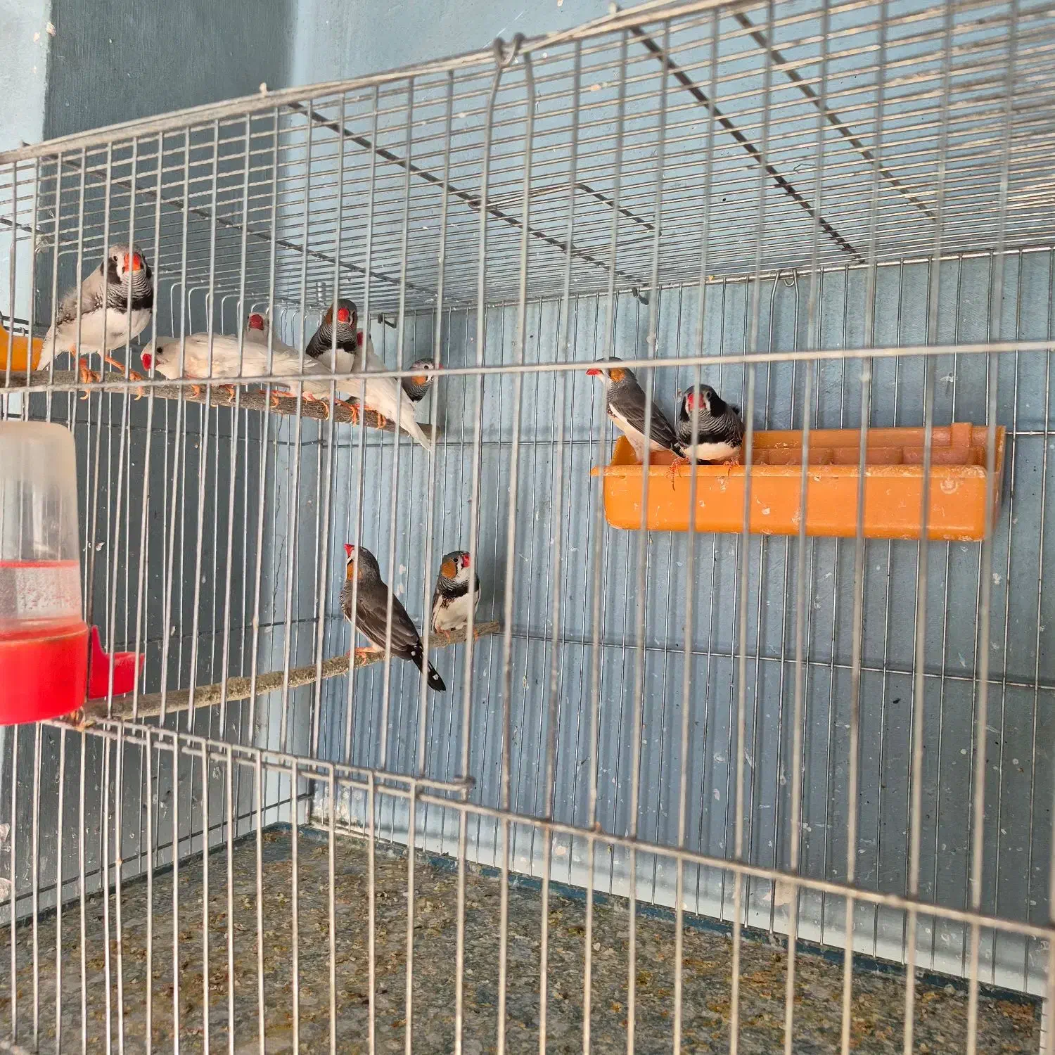 فنچ|پرنده|مرودشت, استادیوم‎|دیوار