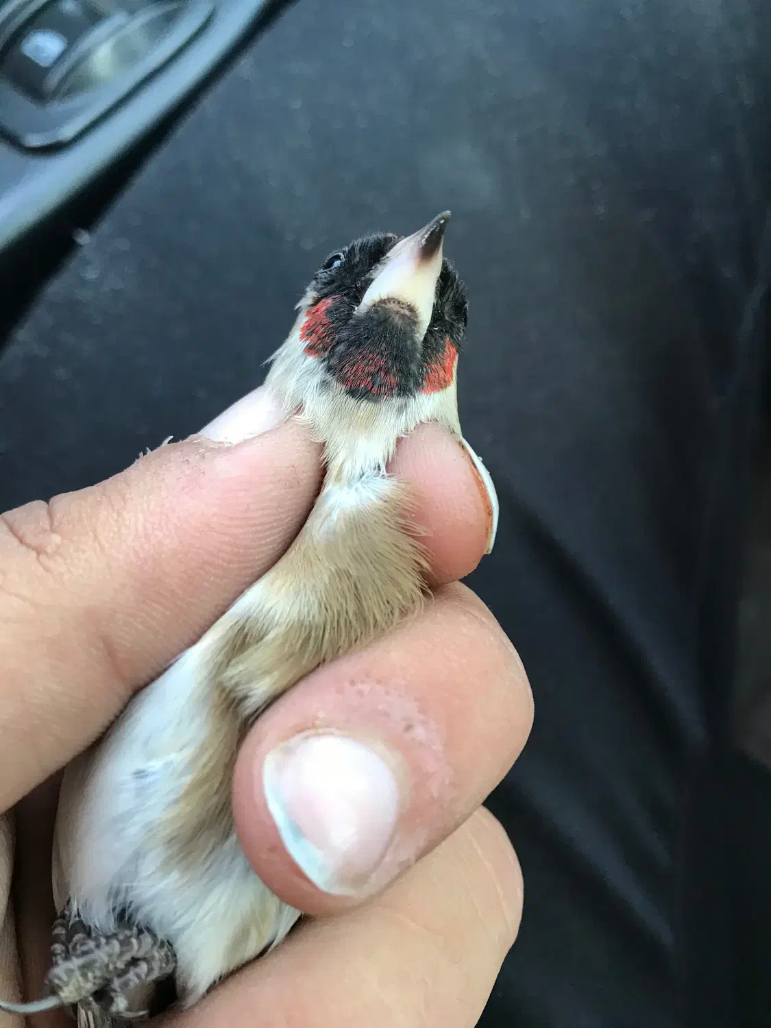 نشان دار لکو پیس سیاه سهره|پرنده|اردبیل, |دیوار