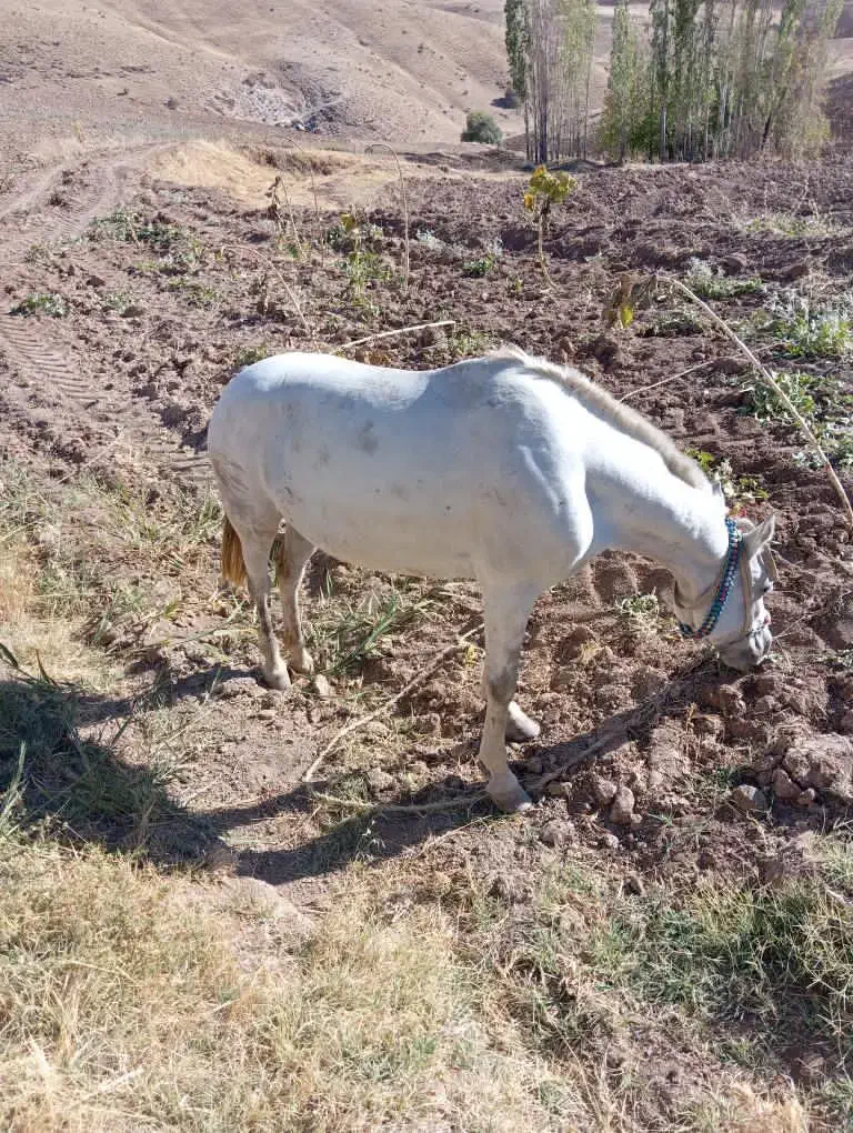 اسب سواری باری|اسب و تجهیزات اسبسواری|سقز, |دیوار