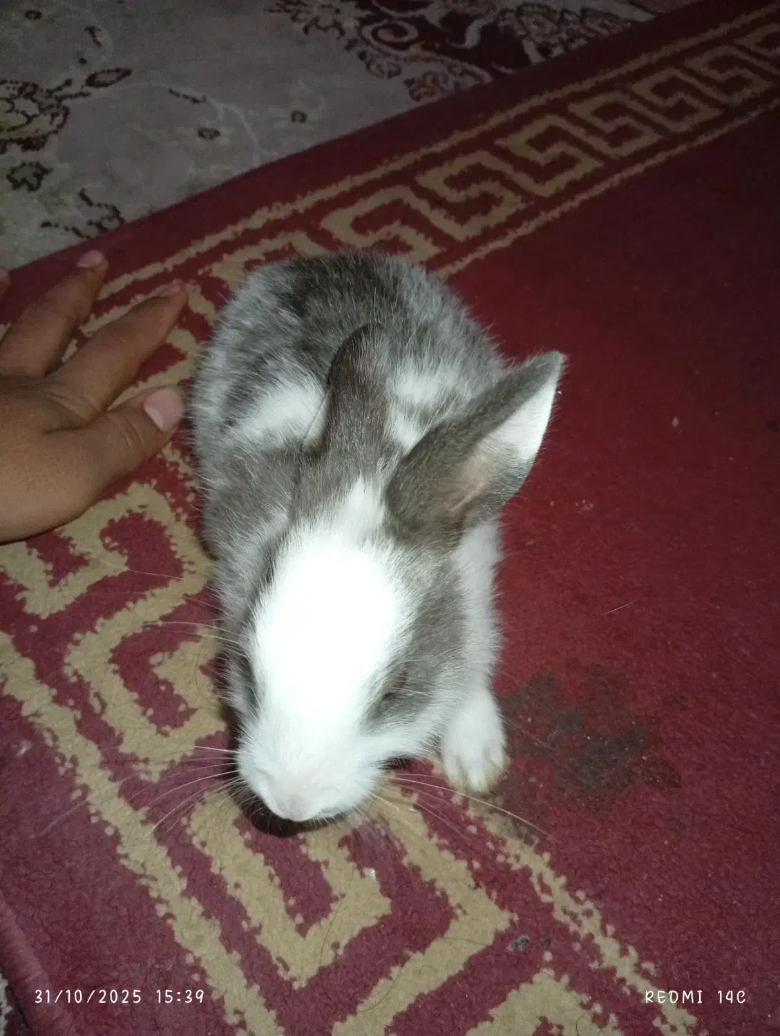 خرگوش|موش و خرگوش|بافت, |دیوار