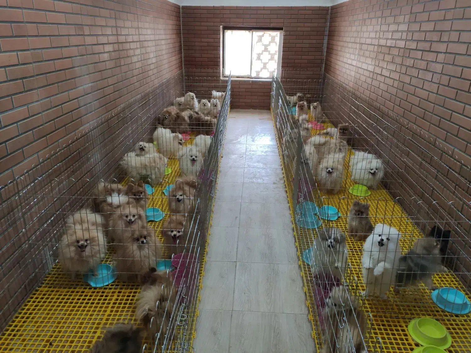 پرورش تخصصی نژاد پامرانین خرسی عروسکی روباهی|سگ|بادرود, |دیوار