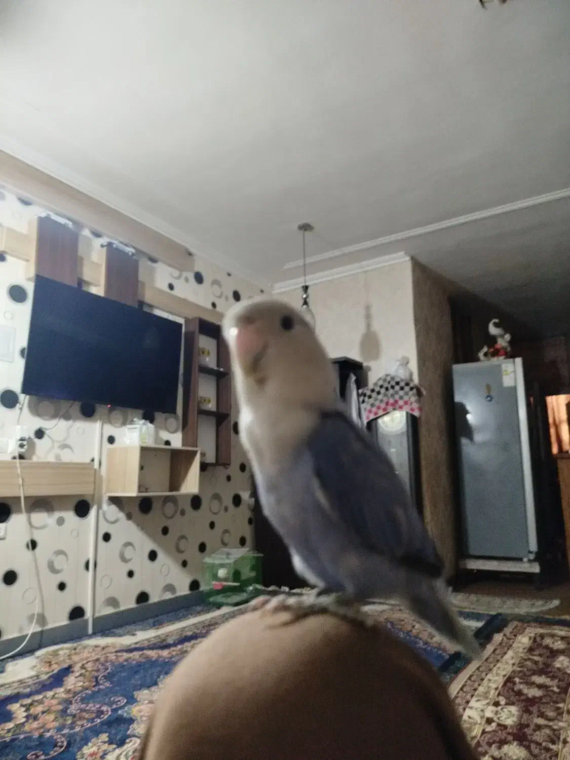 طوطی برزیلی اوپال رنگ خاص|پرنده|اهواز, پردیس دو|دیوار