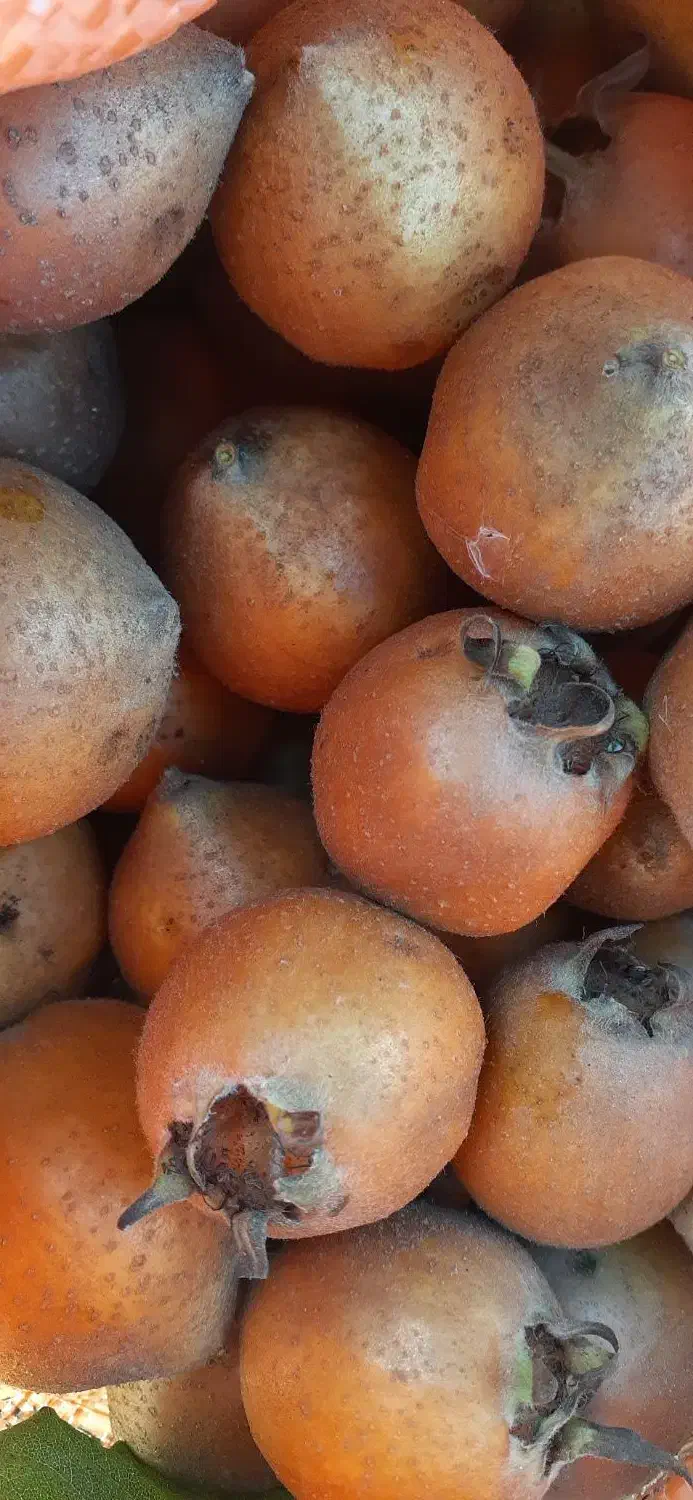 به و ازگیل|خوردنی و آشامیدنی|منجیل, |دیوار