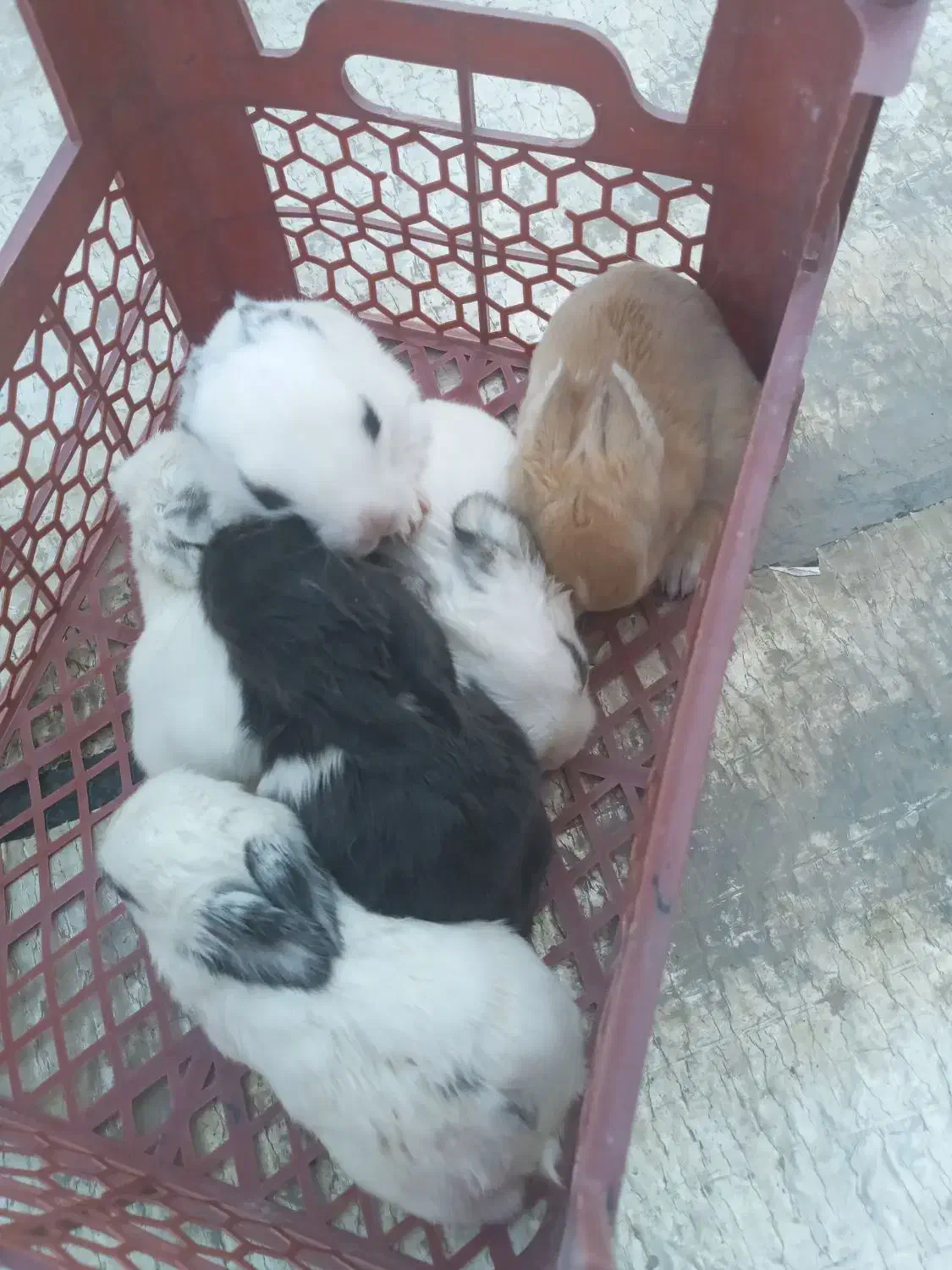 فروش خرگوش|موش و خرگوش|پاکدشت, شهرک انقلاب|دیوار