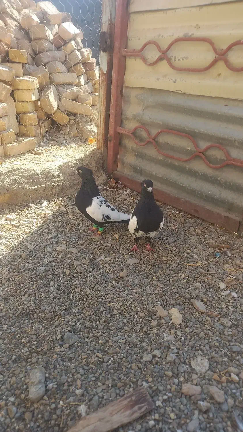 سلام کفتر فروشی|پرنده|دشتابی, |دیوار