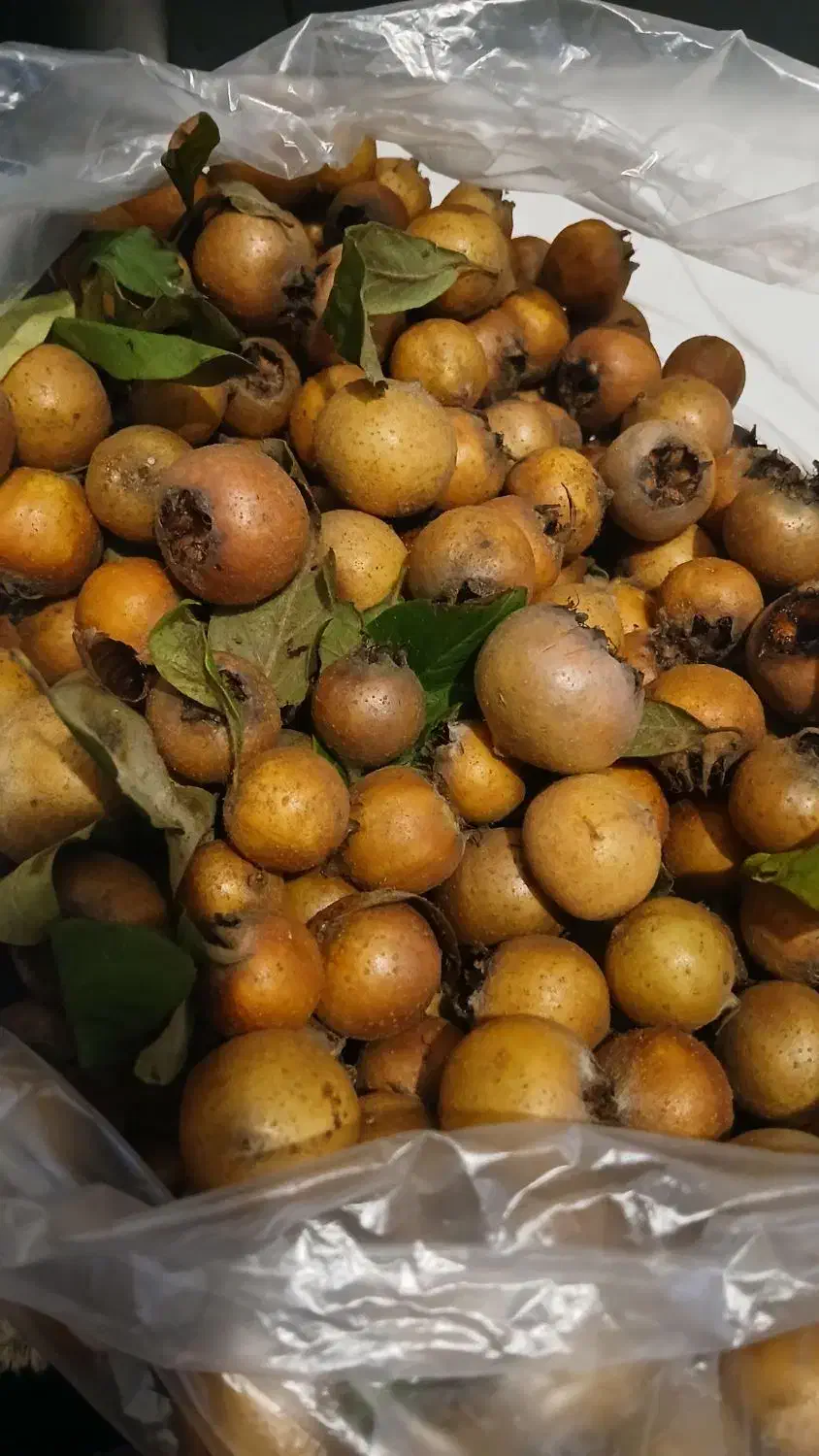 ازگیل جنگلی تازه|خوردنی و آشامیدنی|رشت, نظری|دیوار