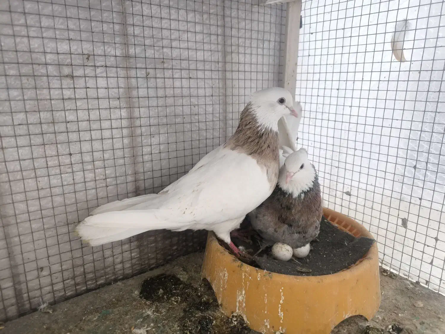 کبوتر طوقی|پرنده|خمینی‌شهر, |دیوار