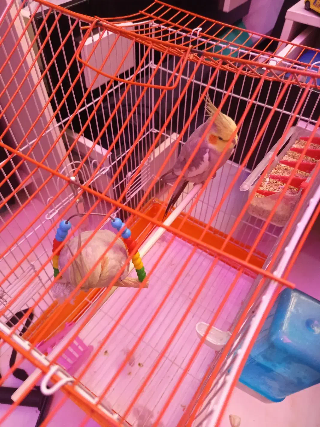 یک جفت عروس هلندی سرحال|پرنده|کهریزک, |دیوار