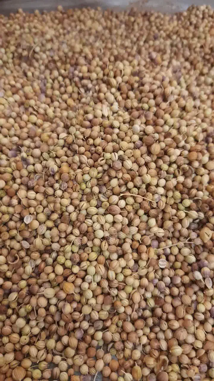 قوتو اصل ،قاووت|خوردنی و آشامیدنی|مشهد, حجت|دیوار