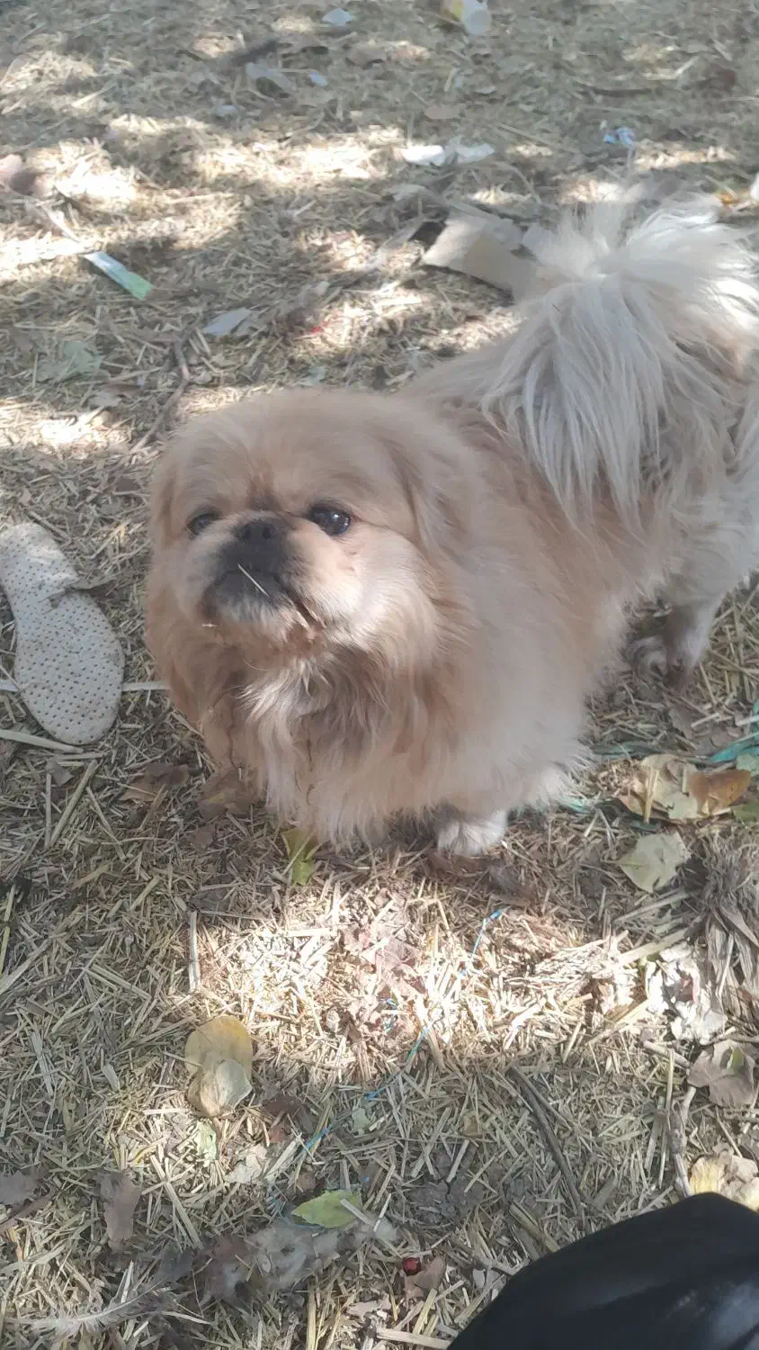 سلام سگ پیکینیز اصیل قیمت ۱۰تومان|سگ|مبارکه, |دیوار