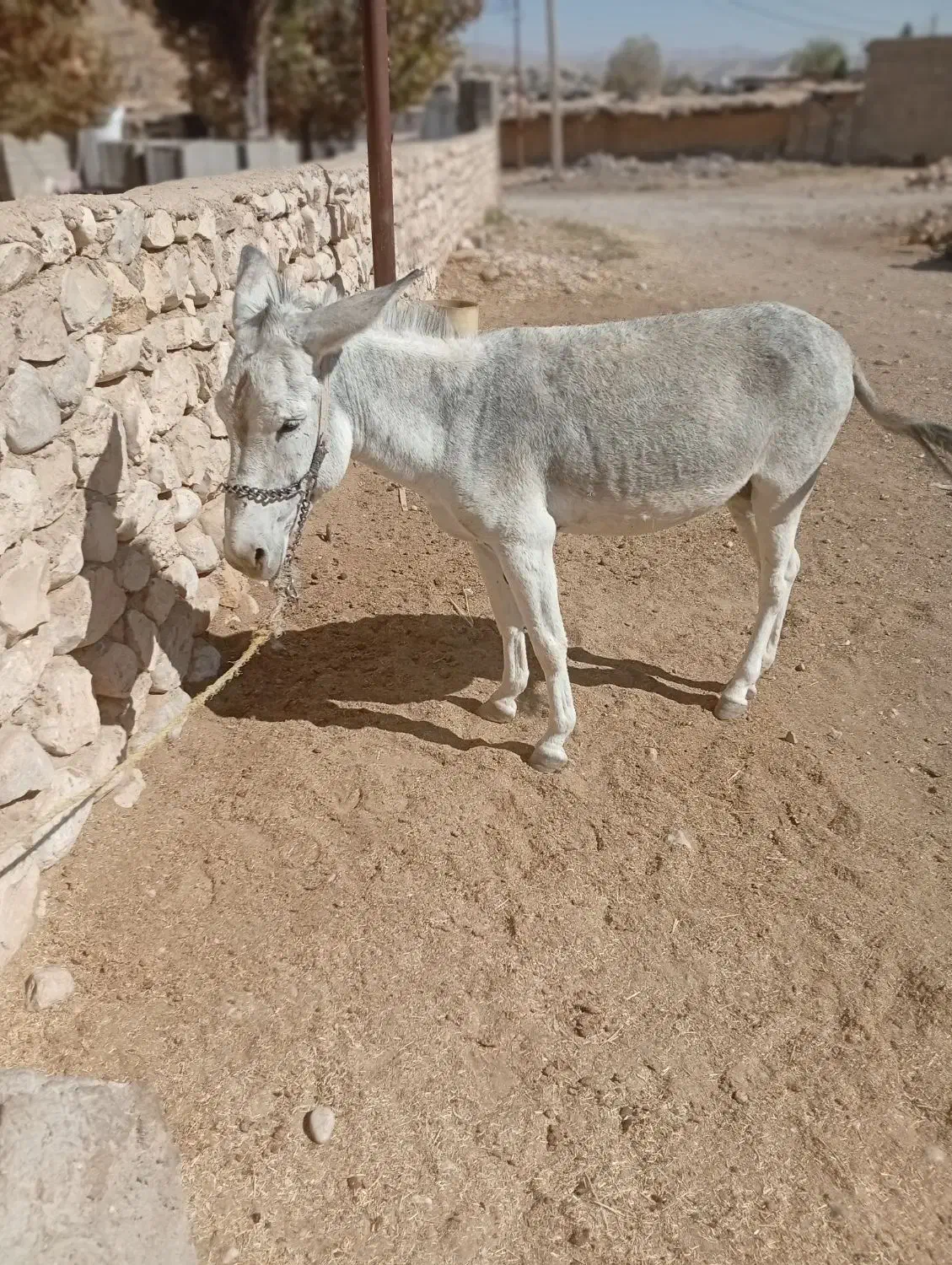 الاغ نر جوان|حیوانات مزرعه|دشمن زیاری, |دیوار