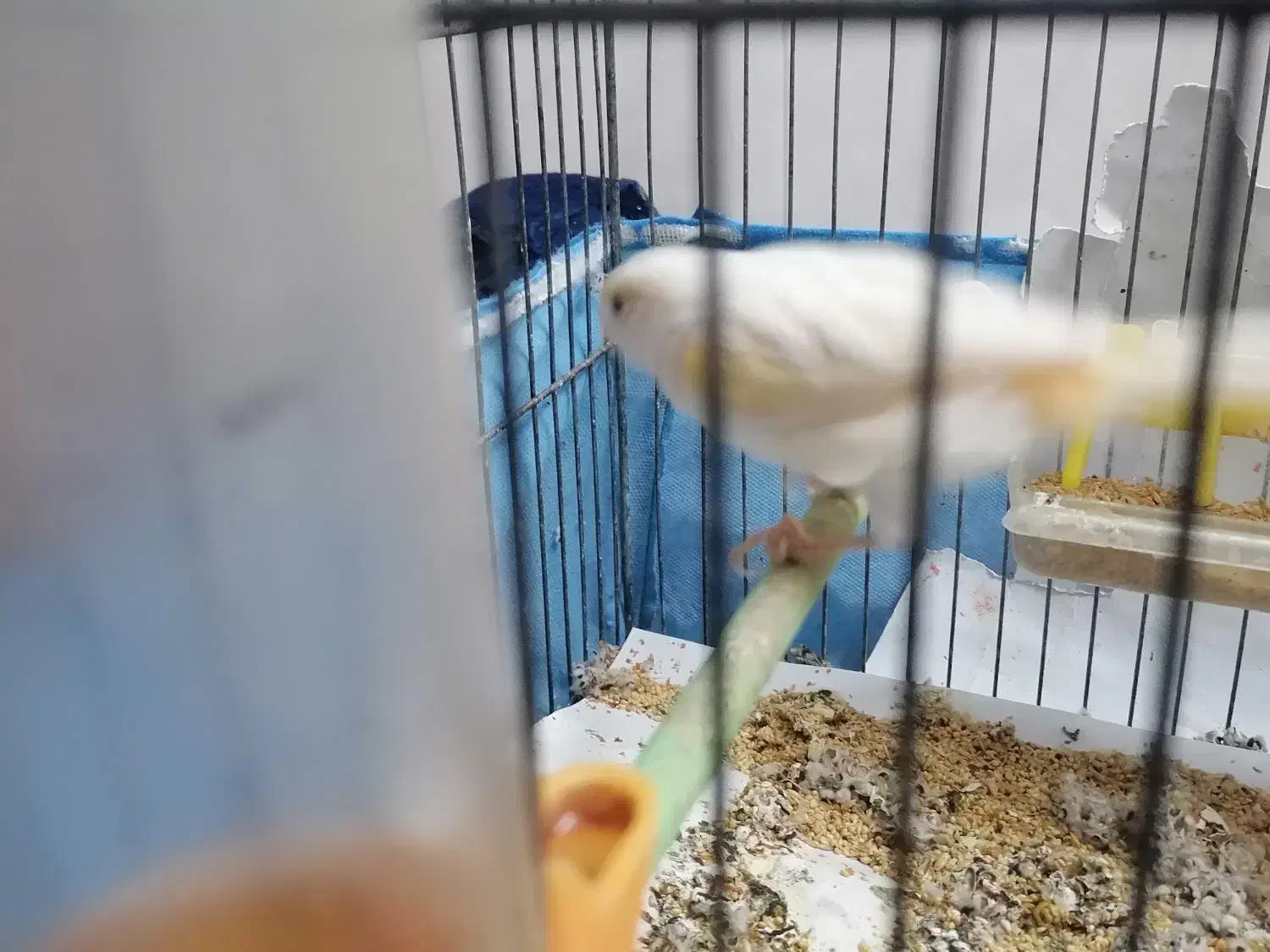 جفت قناری|پرنده|یزد, |دیوار