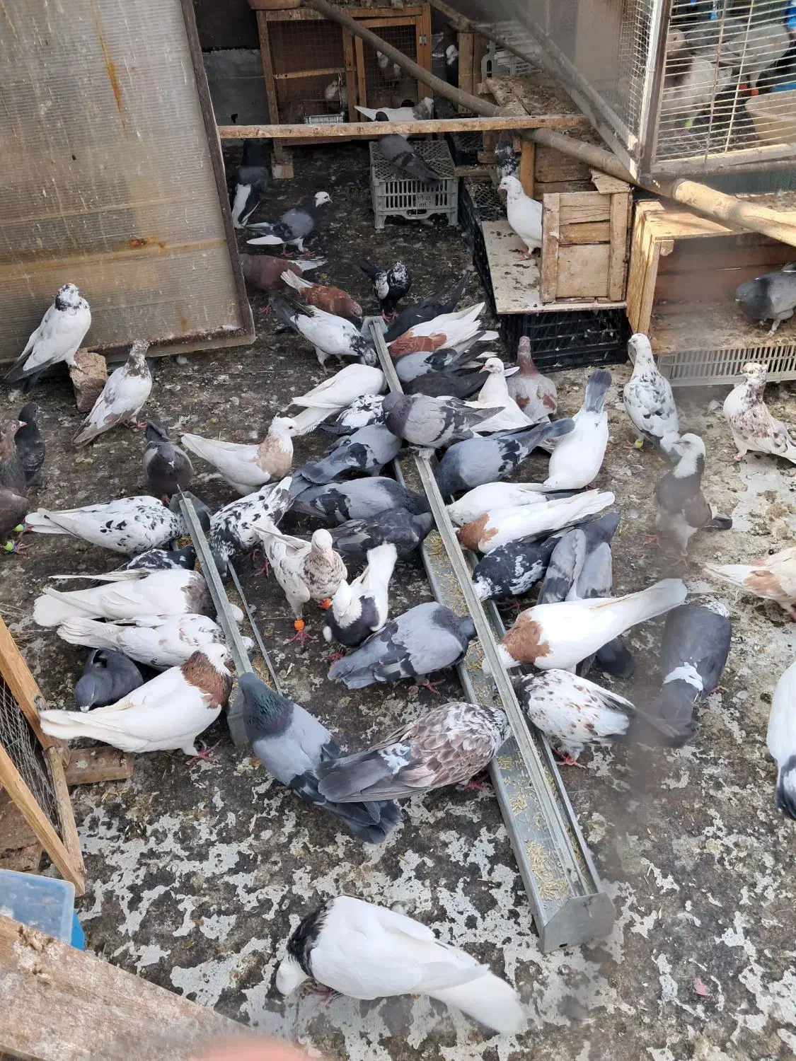 کبوتر یه جایی|پرنده|سریش آباد, |دیوار