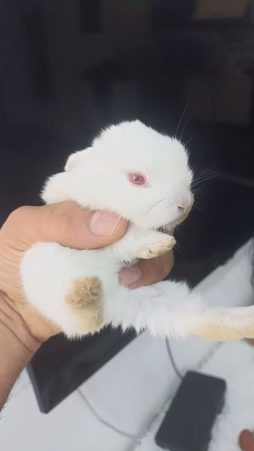 بچه خرگوش مینی|موش و خرگوش|اهواز, کوی علوی|دیوار