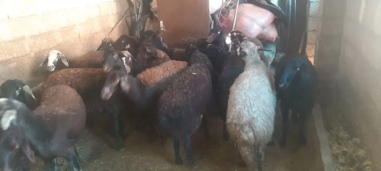 فروش گوسفند|حیوانات مزرعه|صحنه, |دیوار