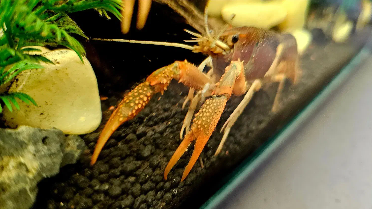 لابستر|ماهی|تهران, اقدسیه|دیوار