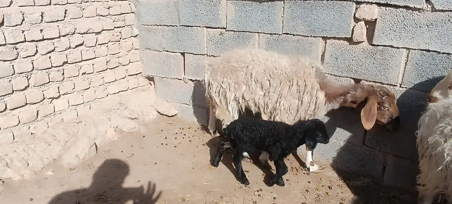 میش|حیوانات مزرعه|زیرکوه, |دیوار