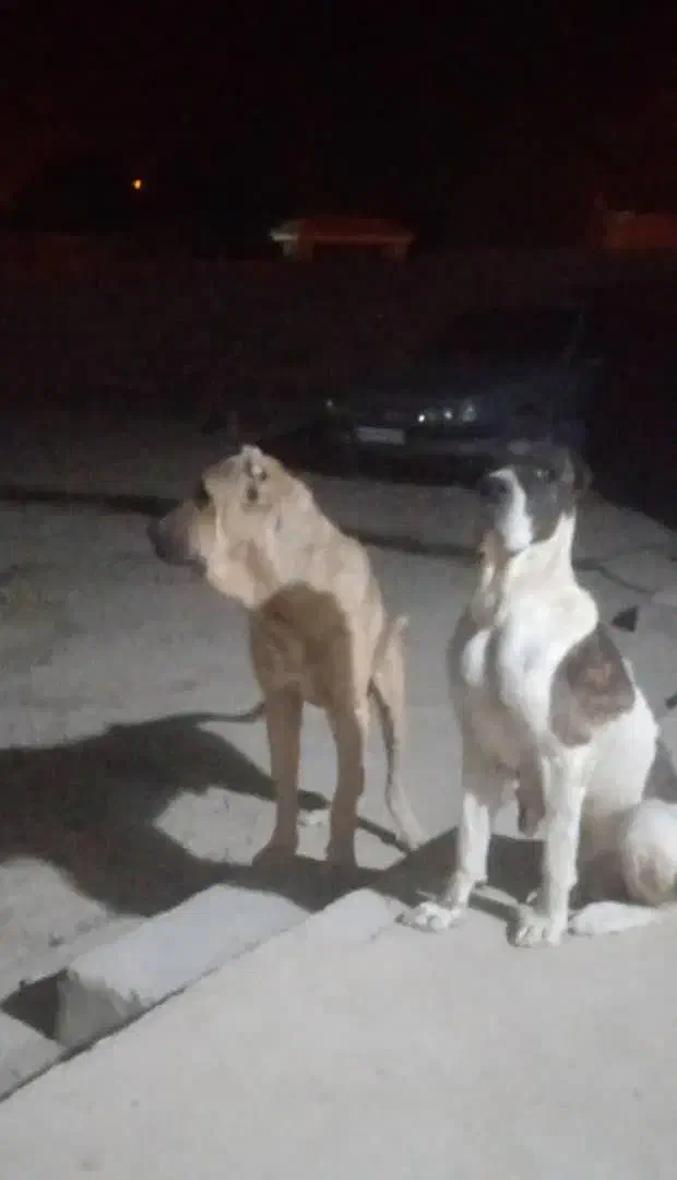 آگهی بخون|سگ|بهبهان, |دیوار