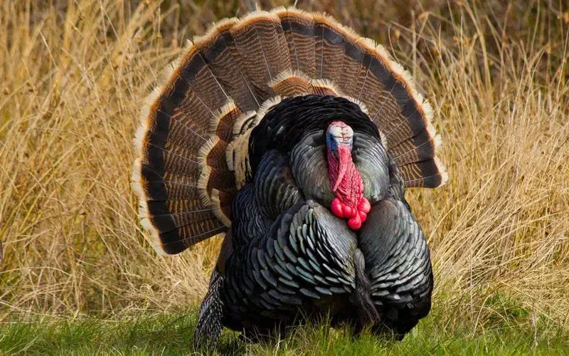 فروش بوقلمون مولد|حیوانات مزرعه|گوگان, |دیوار