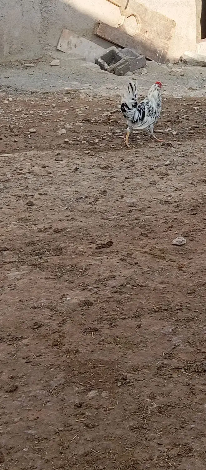 فروش مرغ محلی|حیوانات مزرعه|قروه, |دیوار