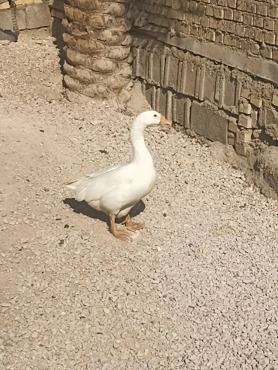 قاز|حیوانات مزرعه|شادگان, |دیوار