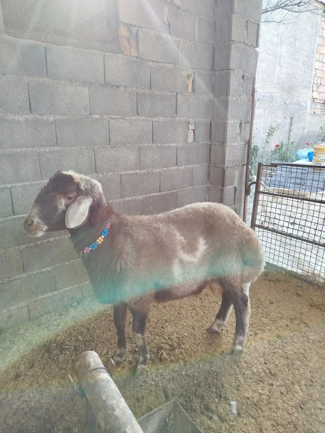 نر تخمی|حیوانات مزرعه|سرخنکلاته, |دیوار