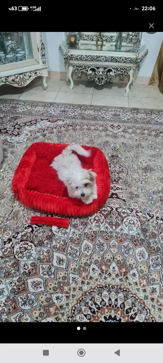 پاپی شیتزو( بازیگوش)|سگ|تربت جام, فاز ۱ فرهنگیان|دیوار