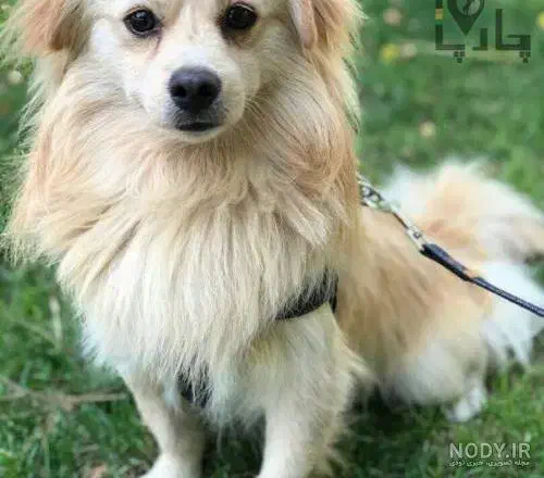 سگ پامرانین و شیتزو|سگ|قنوات, |دیوار