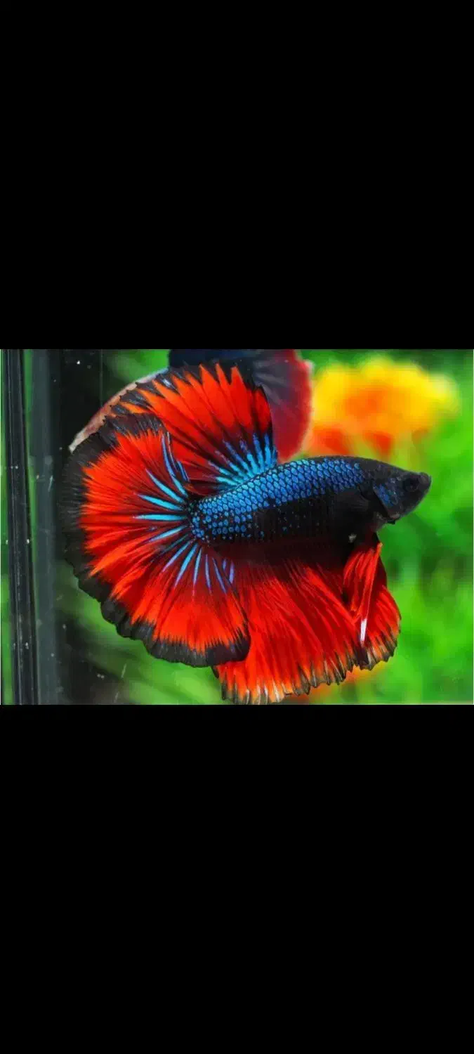 پک تکثیر ماهی فایتر|ماهی|یزد, |دیوار