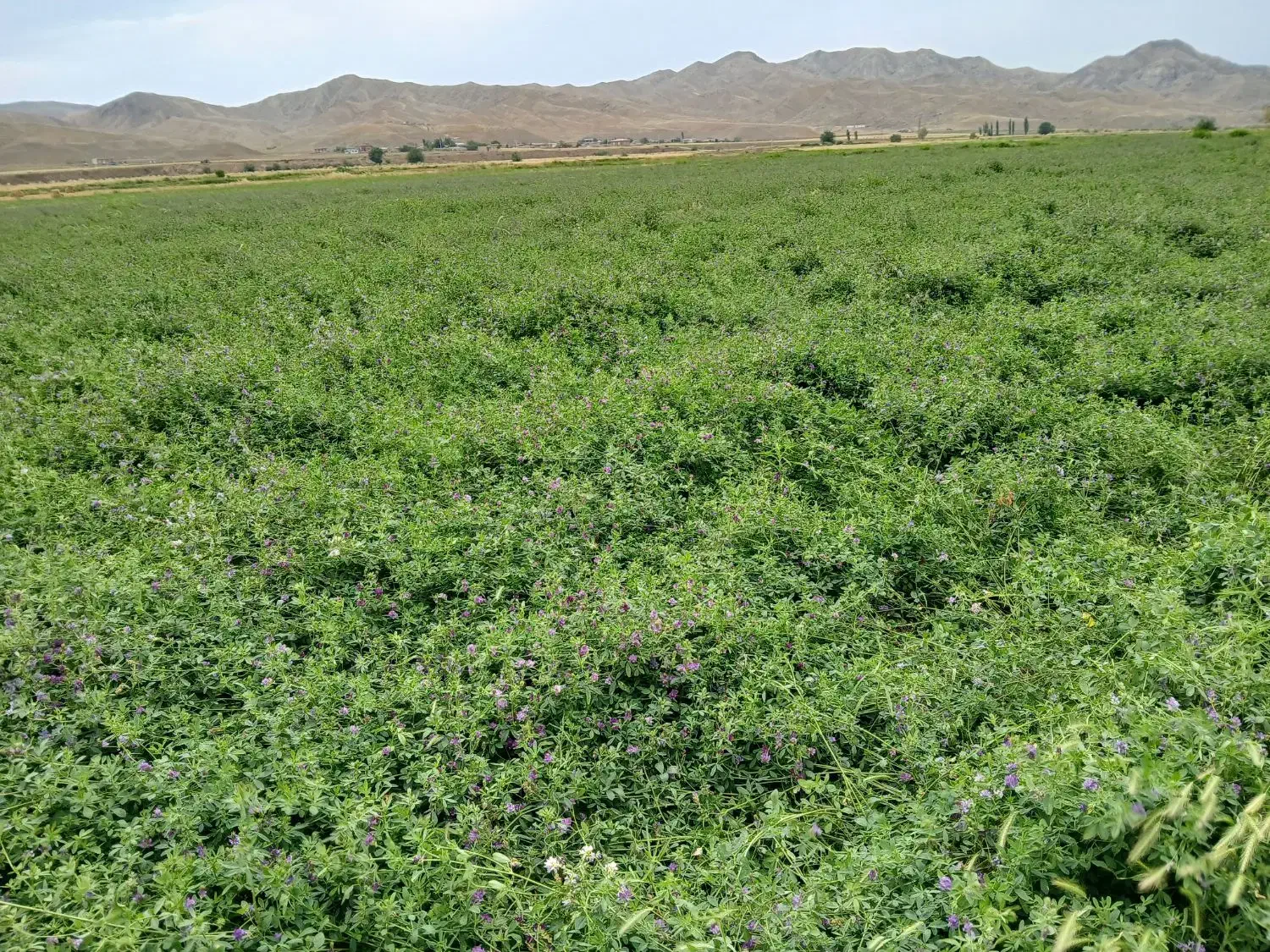 یونجه پرس شده چین دوم|خدمات باغبانی و درختکاری|دره رود, |دیوار