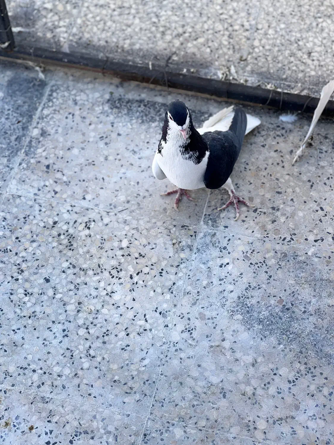 چپ سیاه جفتی|پرنده|شیراز, تندگویان|دیوار